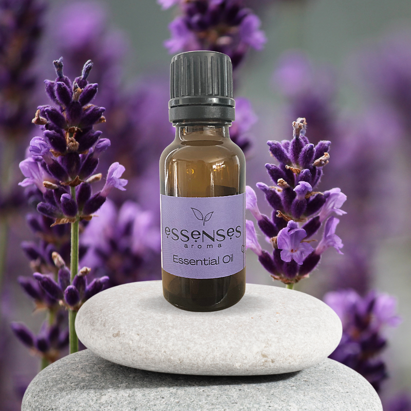 best lavender plant for essential oil Lavender Essential Oil